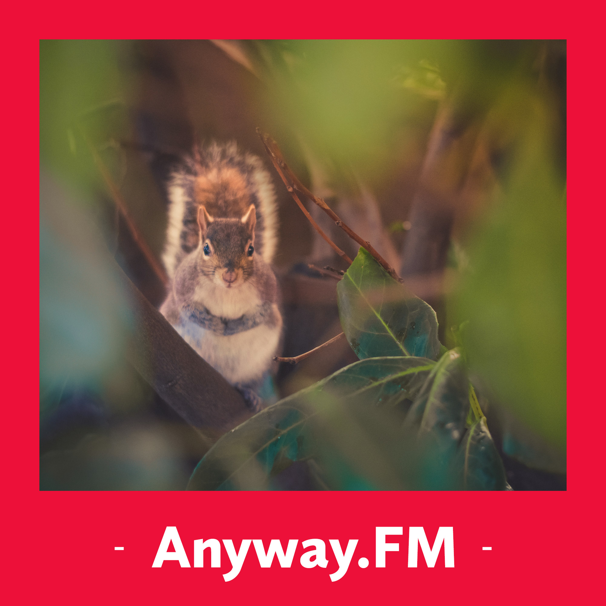 cover of episode №78:  Anyway 专家门诊 • 松鼠症